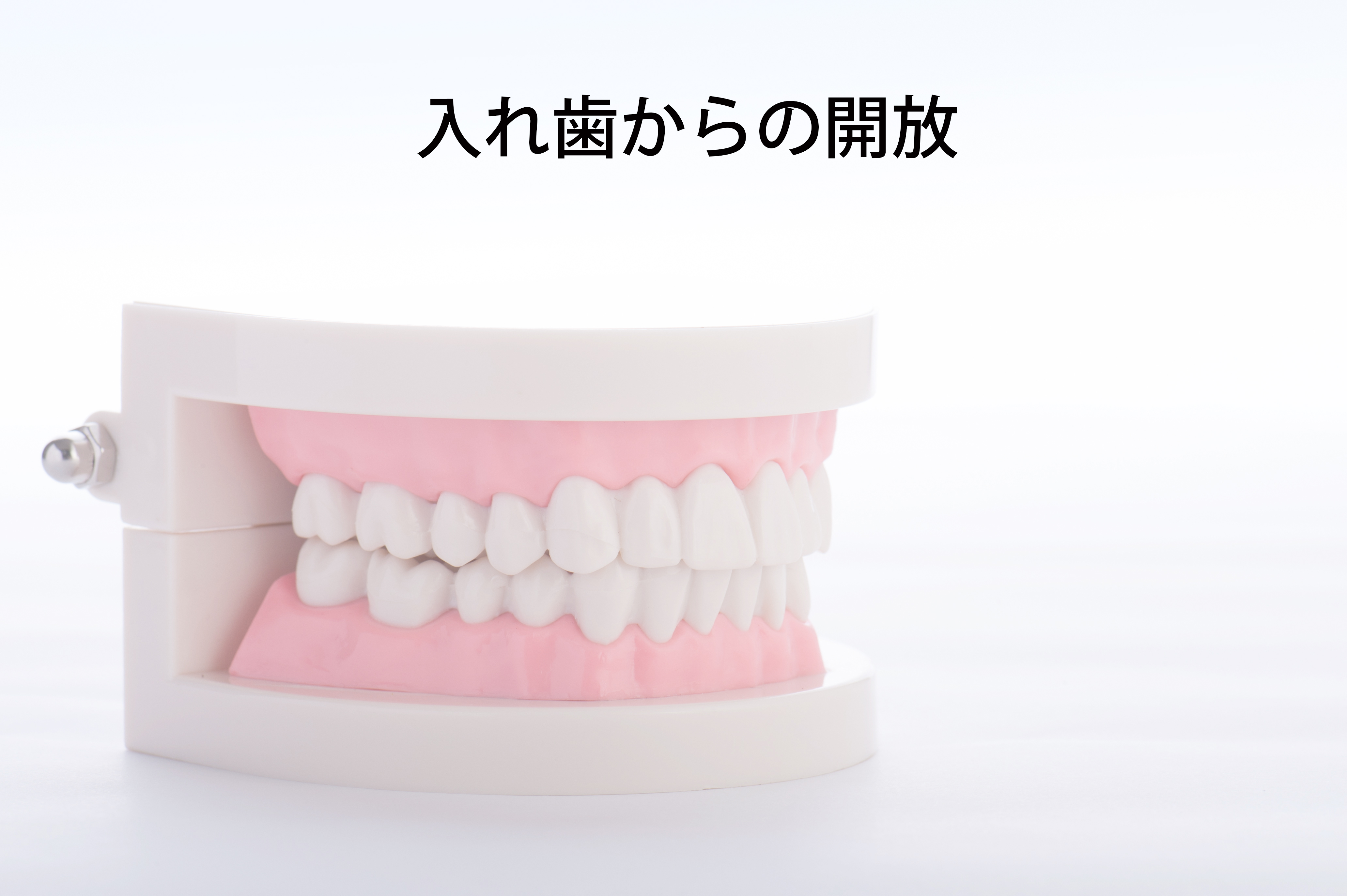 入れ歯の模型